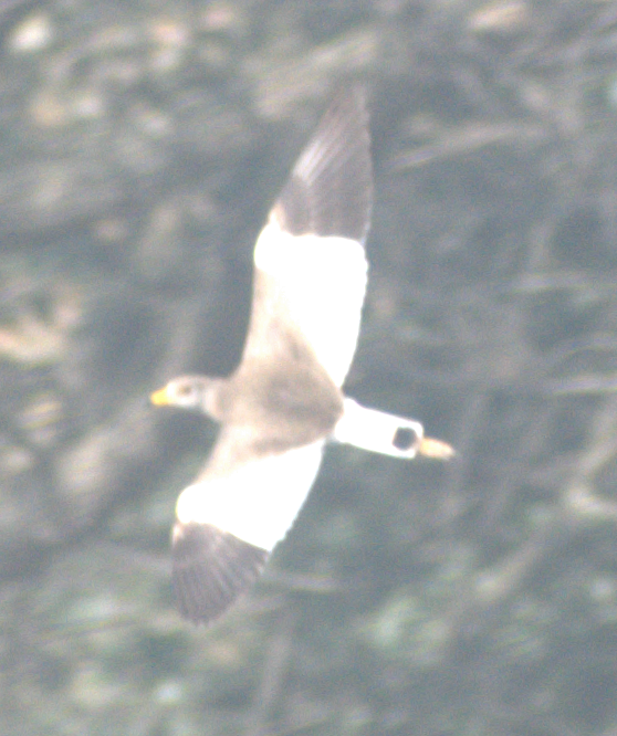 跳鴴 - ML647217322