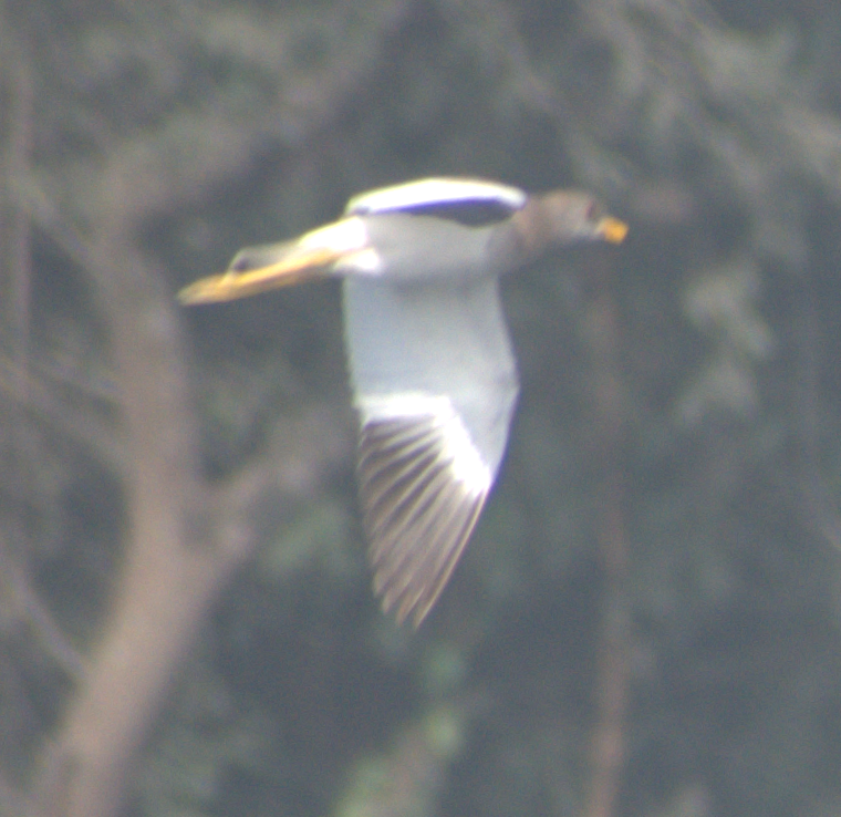 跳鴴 - ML647217323