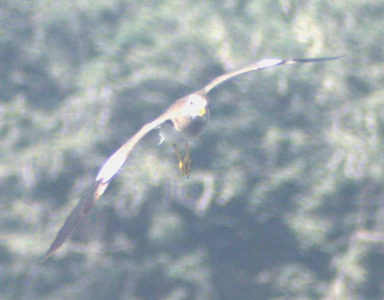 跳鴴 - ML647217324