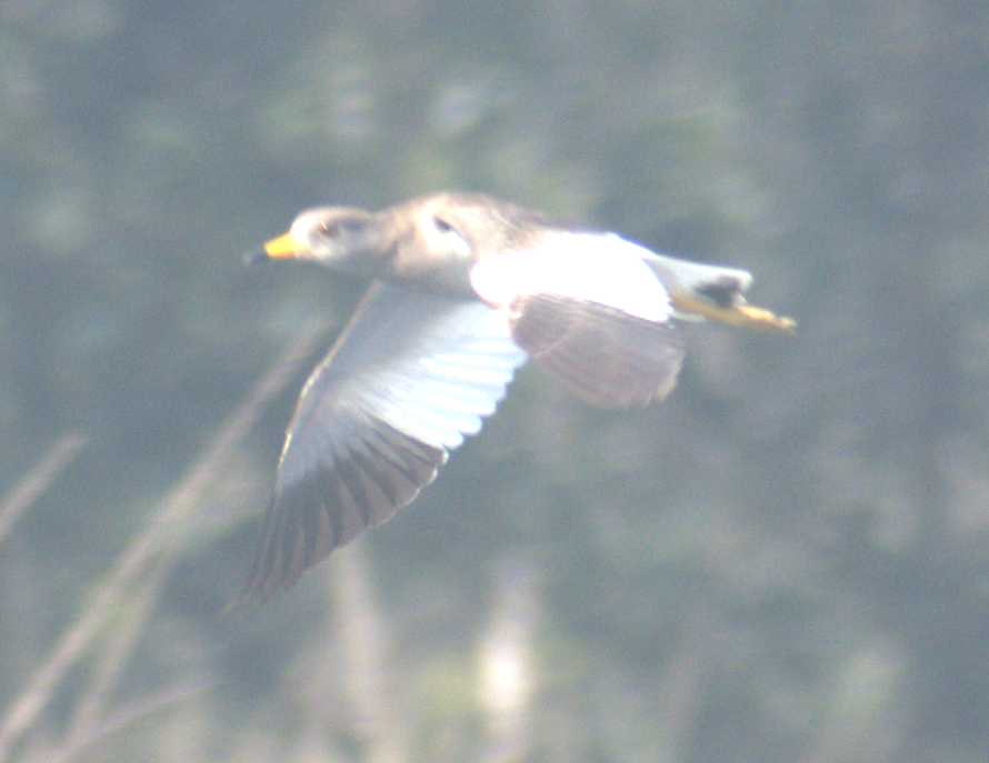 跳鴴 - ML647217325