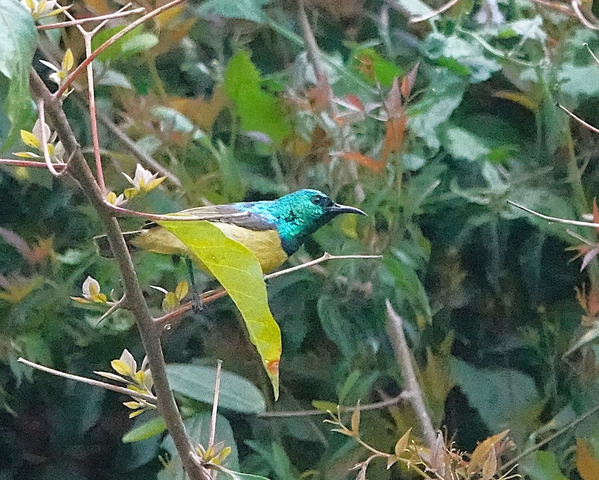 Collared Sunbird - ML647217326