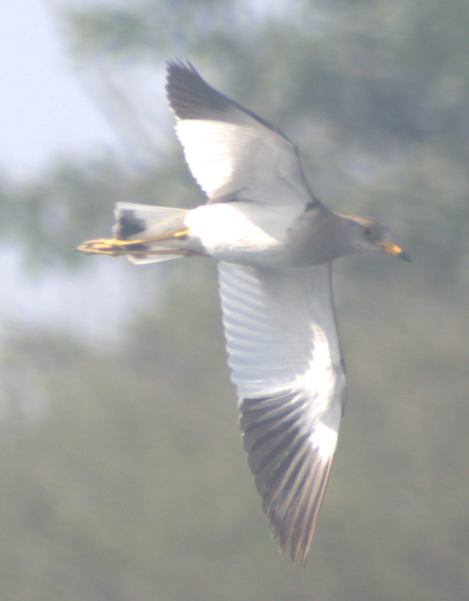 跳鴴 - ML647217327