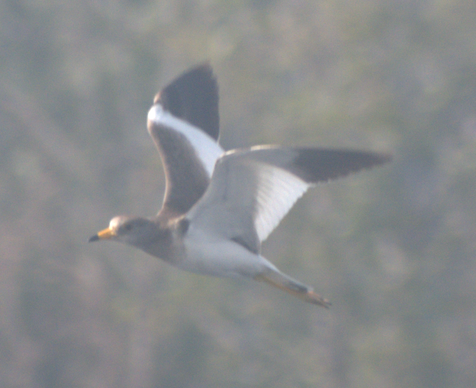 跳鴴 - ML647217328