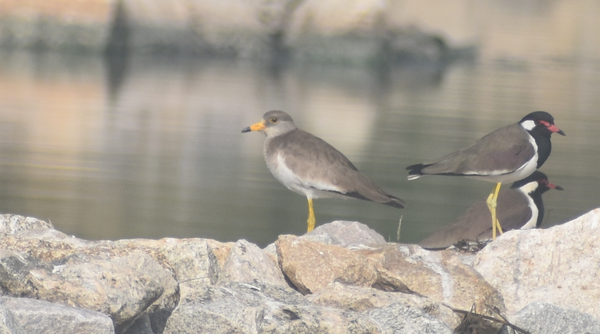 跳鴴 - ML647217329