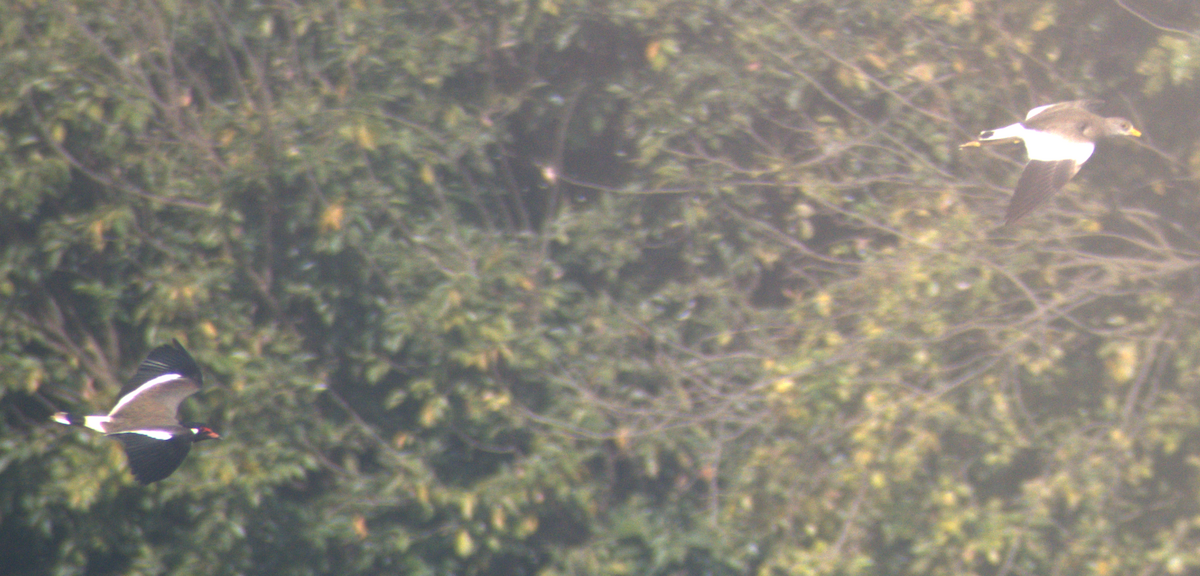 跳鴴 - ML647217330