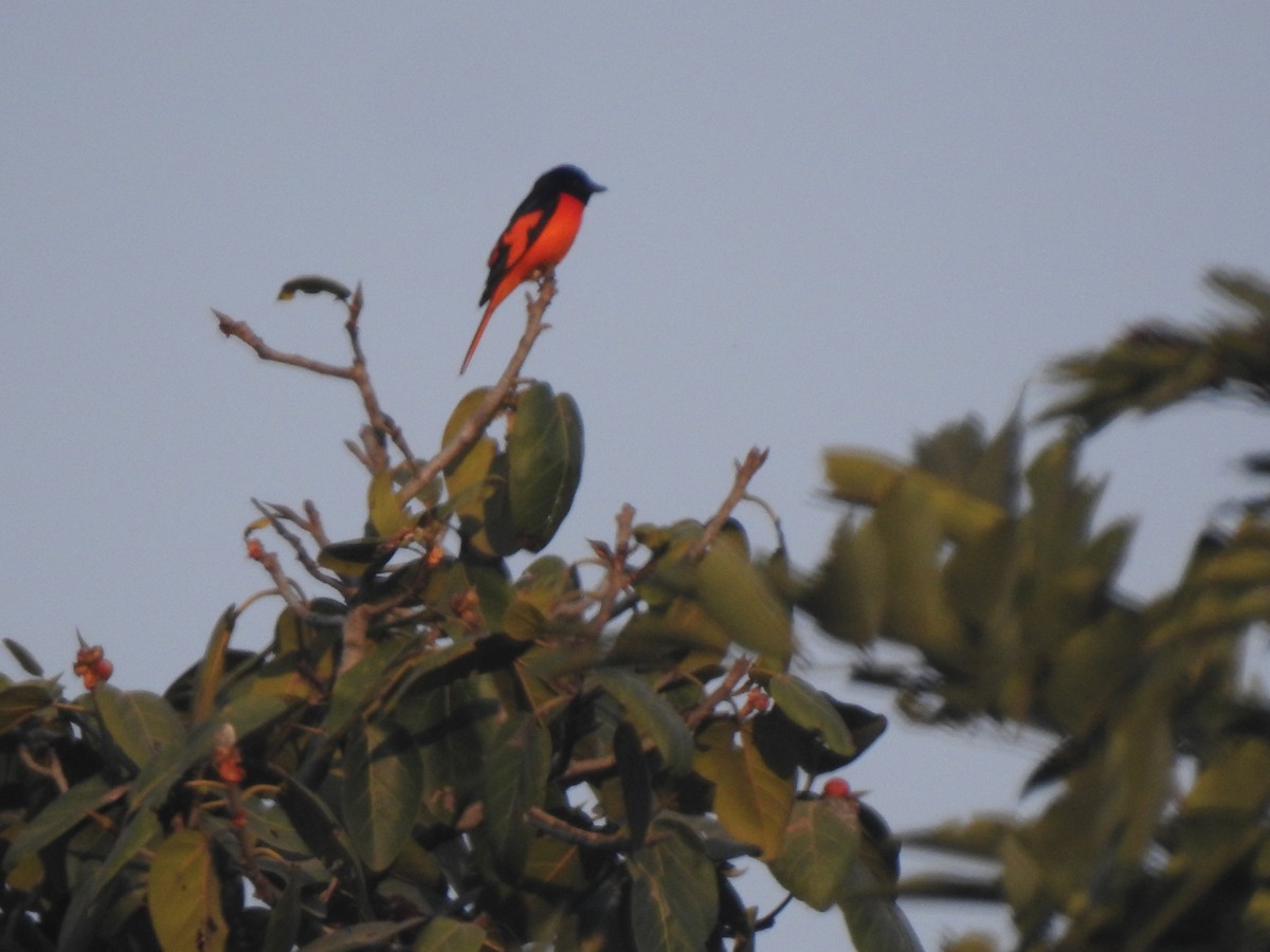Scarlet Minivet - ML647217331