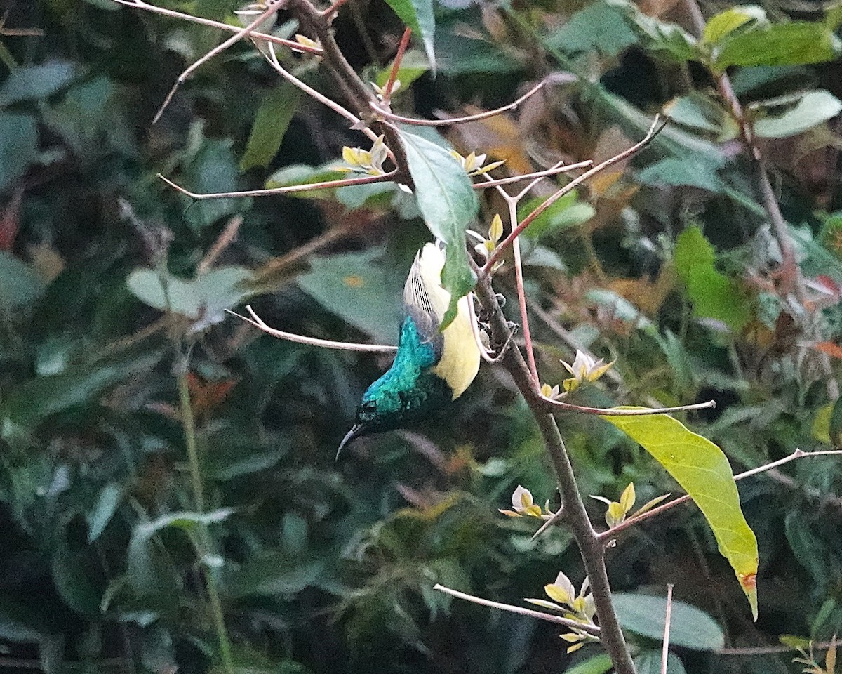 Collared Sunbird - ML647217332