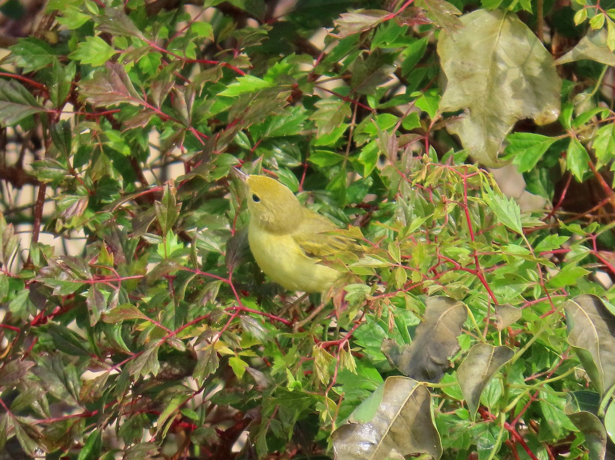 Sarı Ötleğen - ML647217333