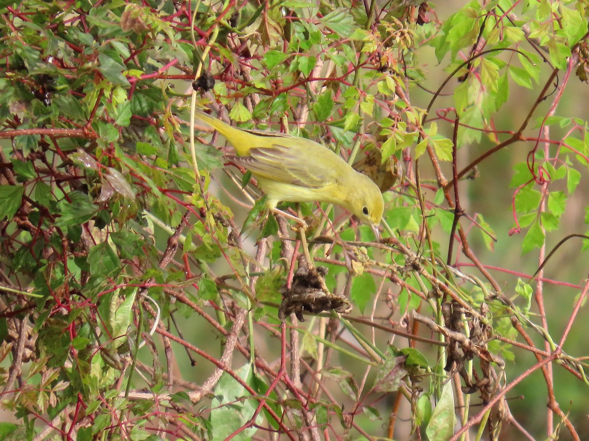 Sarı Ötleğen - ML647217334