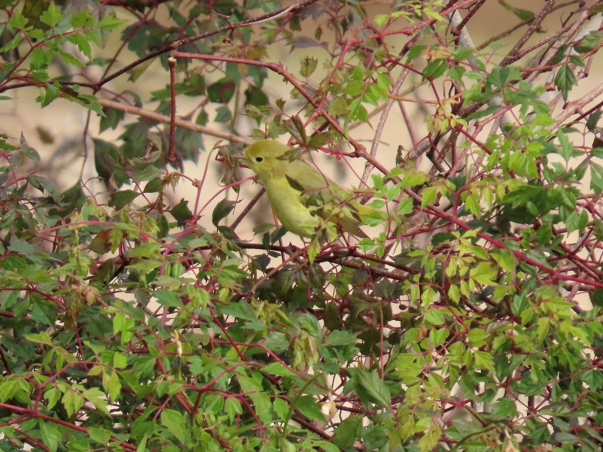 Sarı Ötleğen - ML647217335