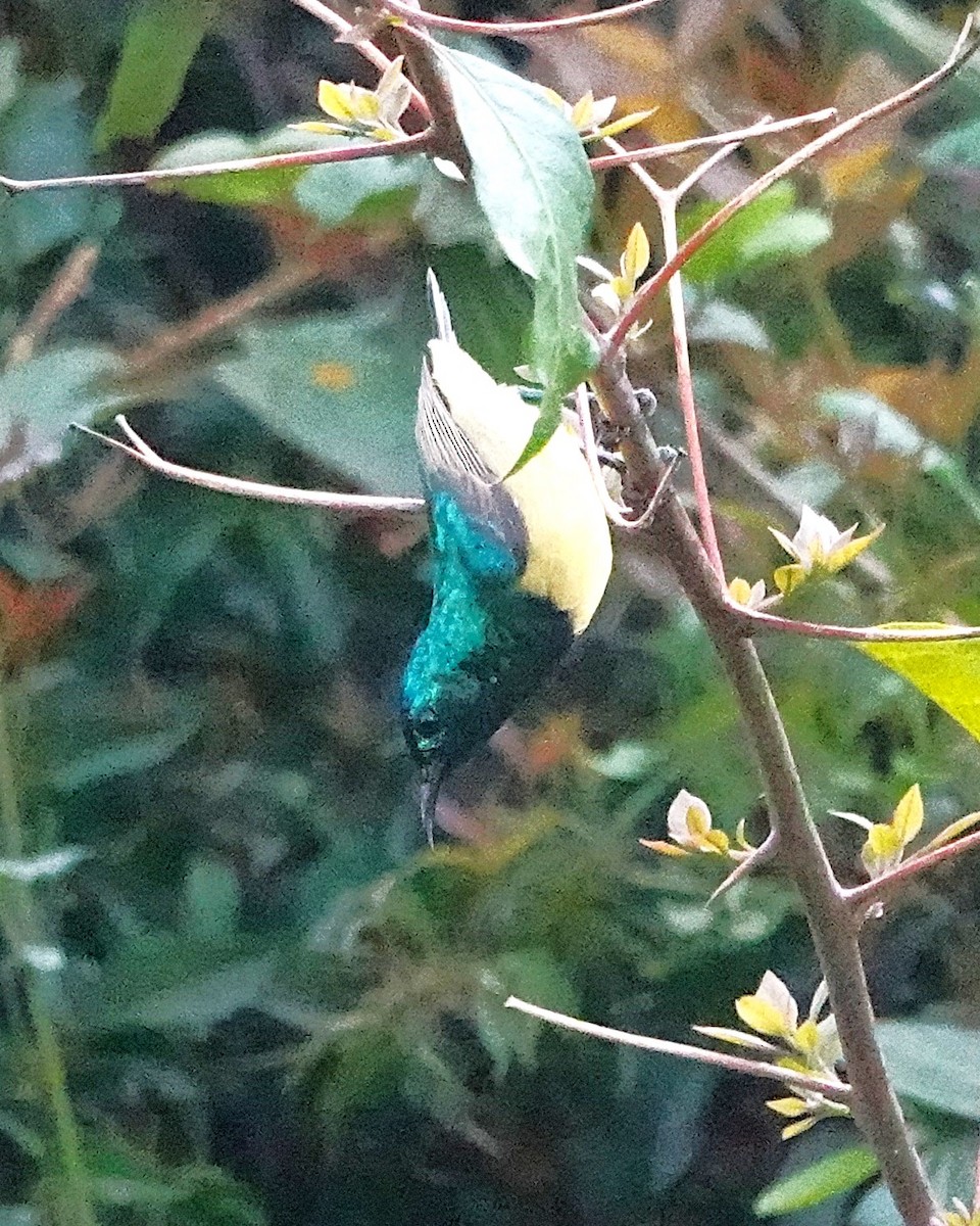 Collared Sunbird - ML647217336