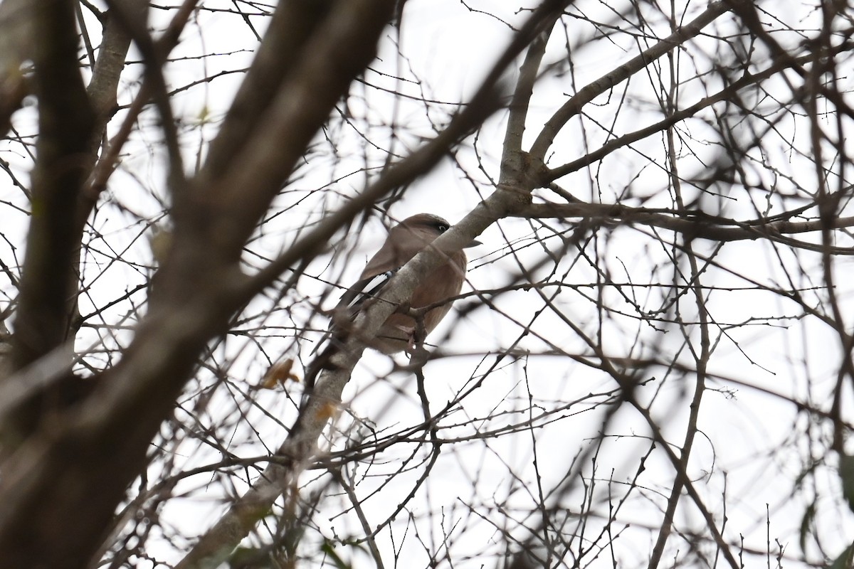 Eurasian Jay - ML647217337