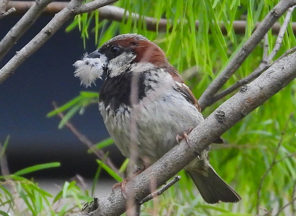 דרור הבית - ML647217353