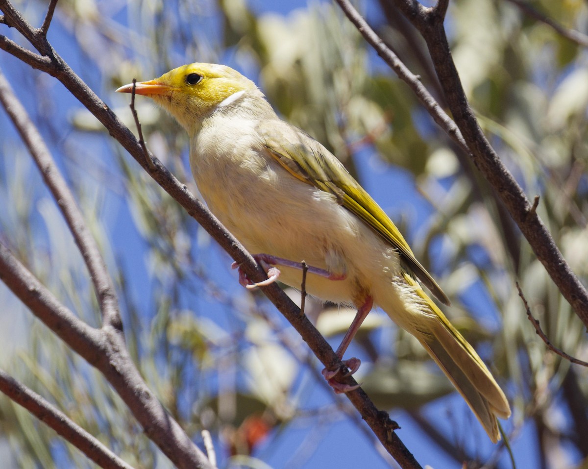 hvitsmykkehonningeter - ML647217354