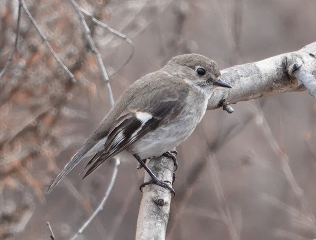 Огненногрудая петроика - ML647217356