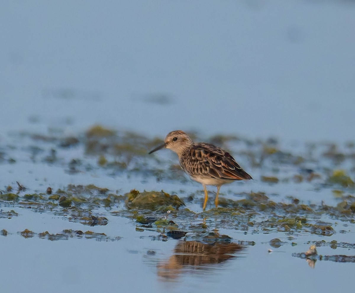 Correlimos Dedilargo - ML647217357