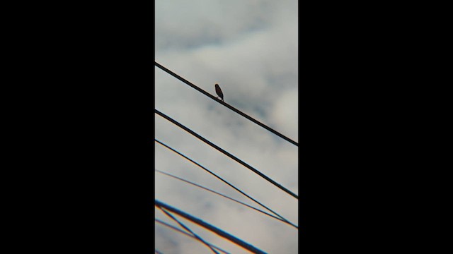 Capuchino Castaño - ML647217372