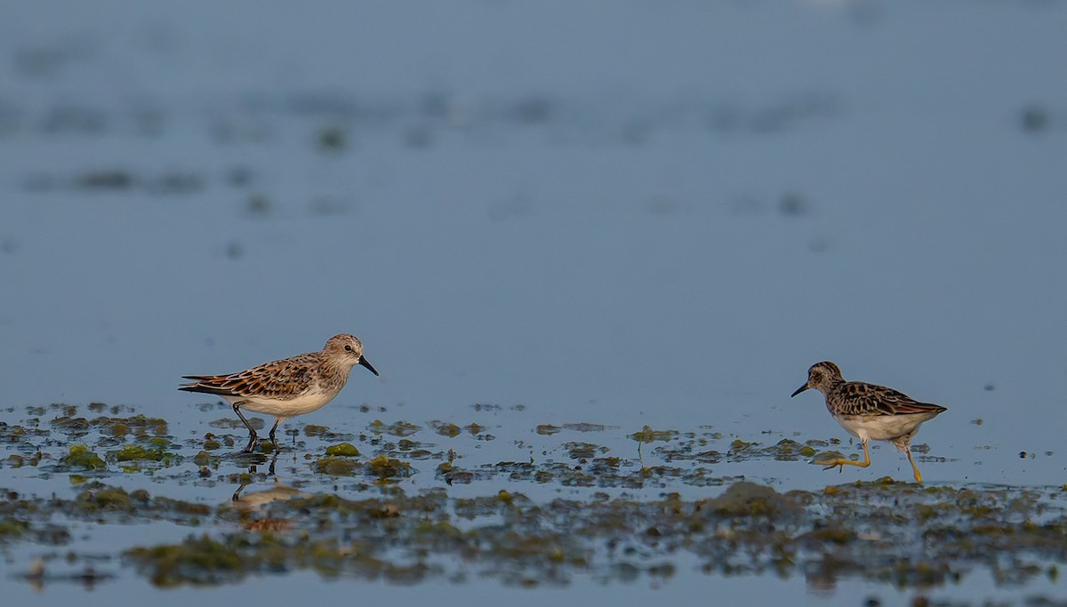 Little Stint - ML647217379