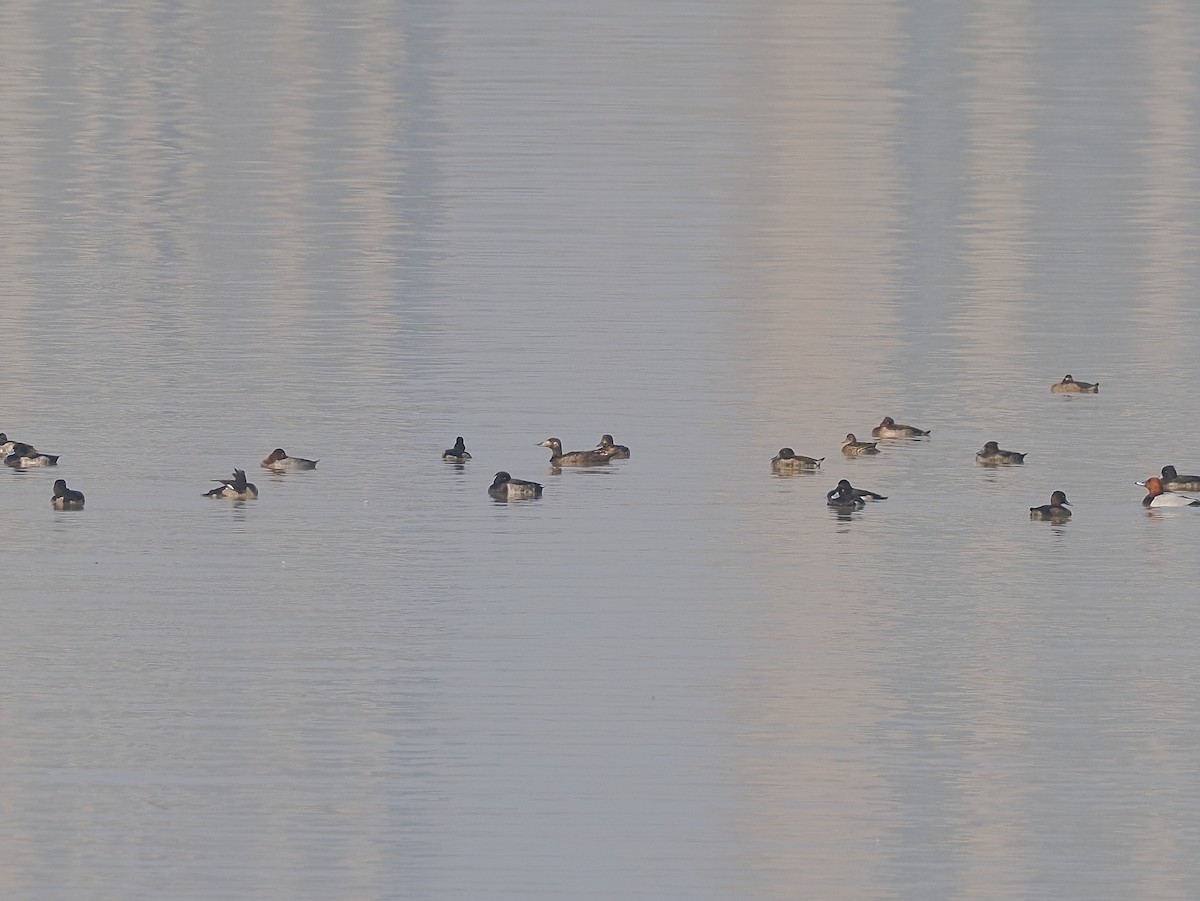 sibirsjøorre - ML647217383