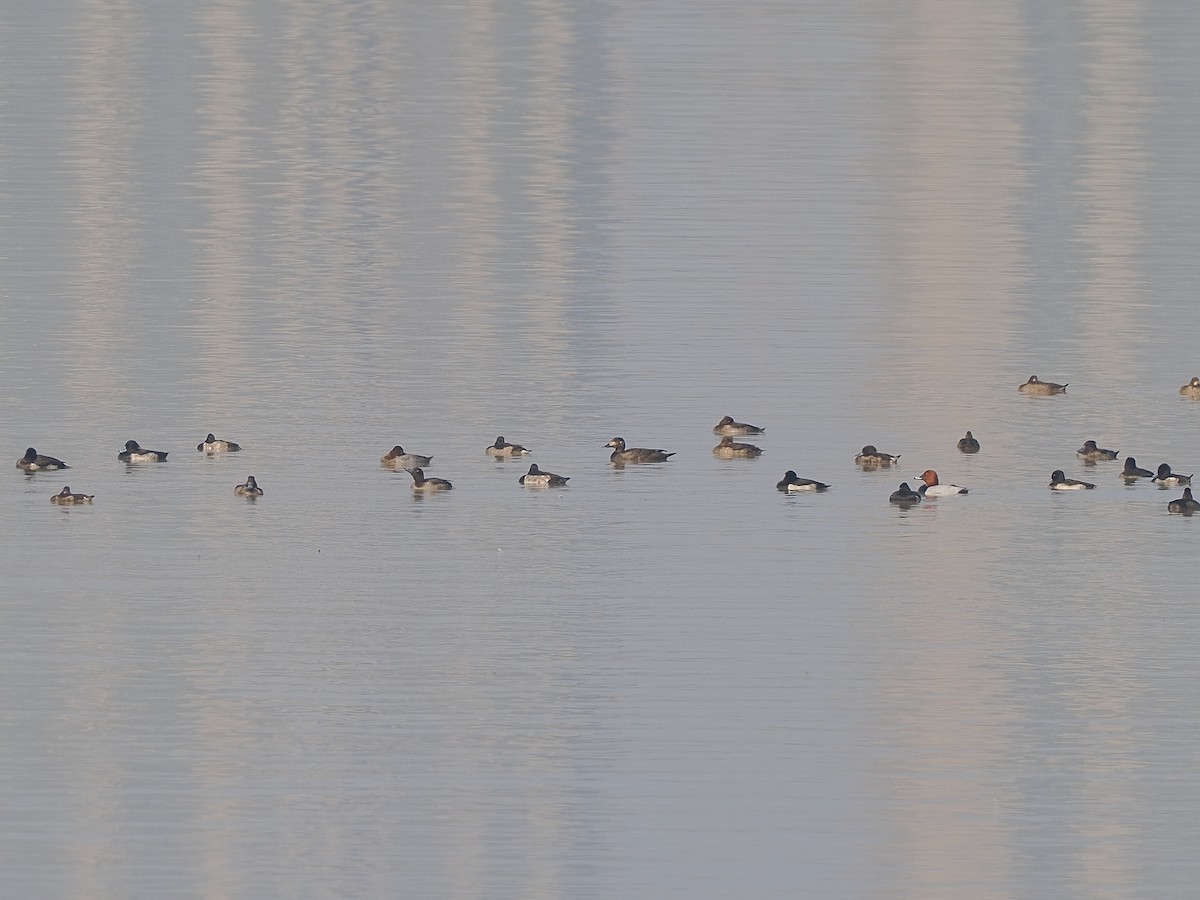 sibirsjøorre - ML647217387