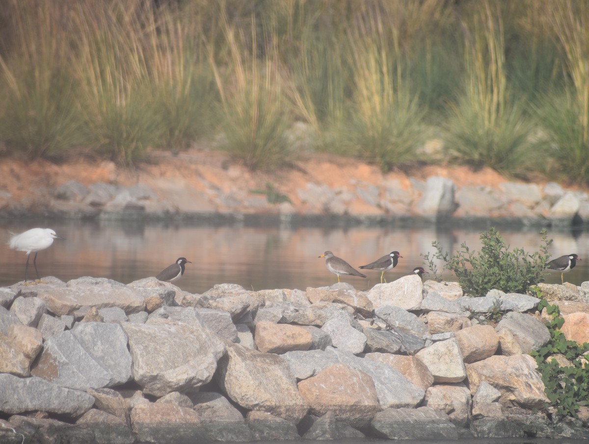 跳鴴 - ML647217388