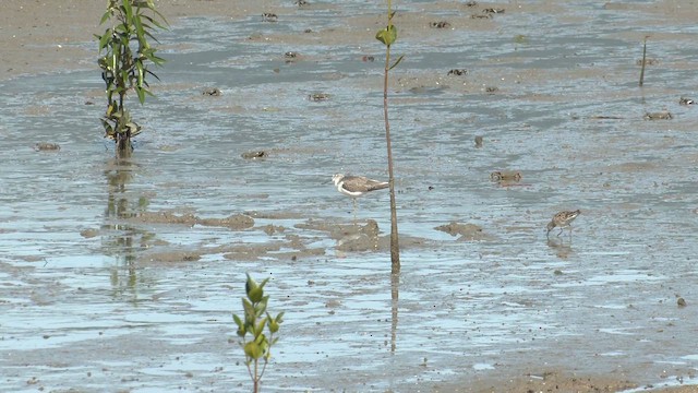 Archibebe Claro - ML647217390