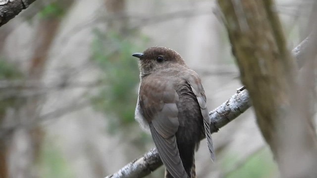 Fan-tailed Cuckoo - ML647217403