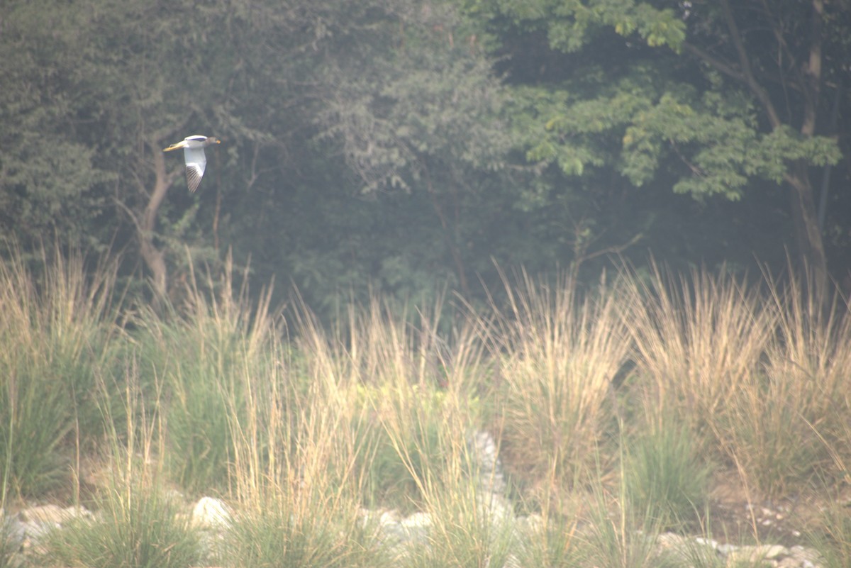 跳鴴 - ML647217414