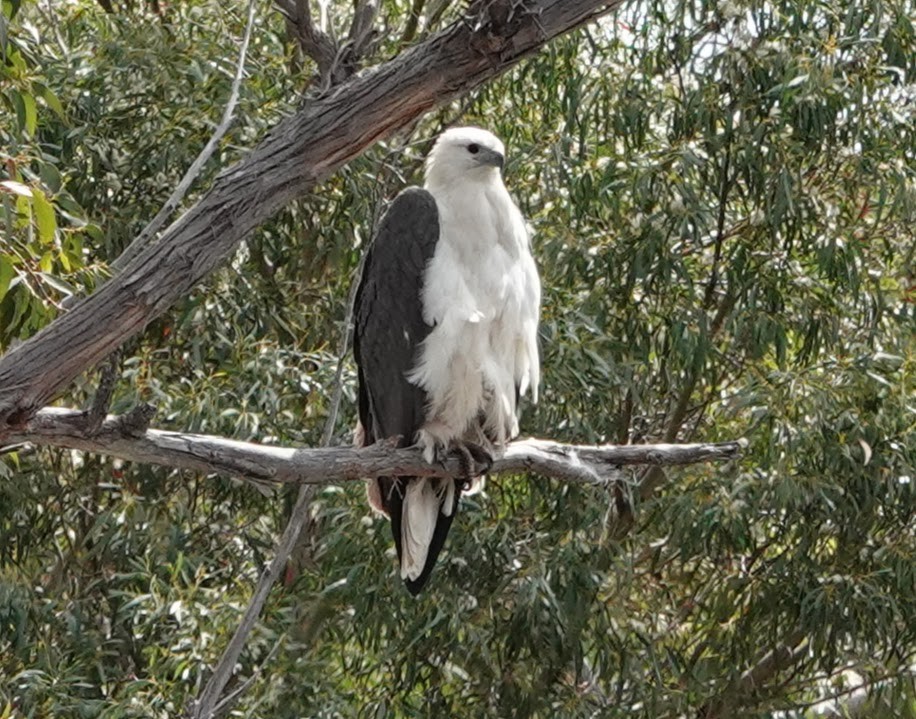 White-bellied Sea-Eagle - ML647217417