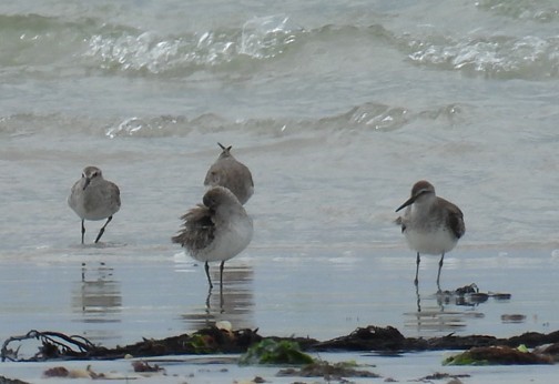 jespák rezavý - ML647217418