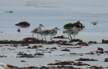 jespák rezavý - ML647217421