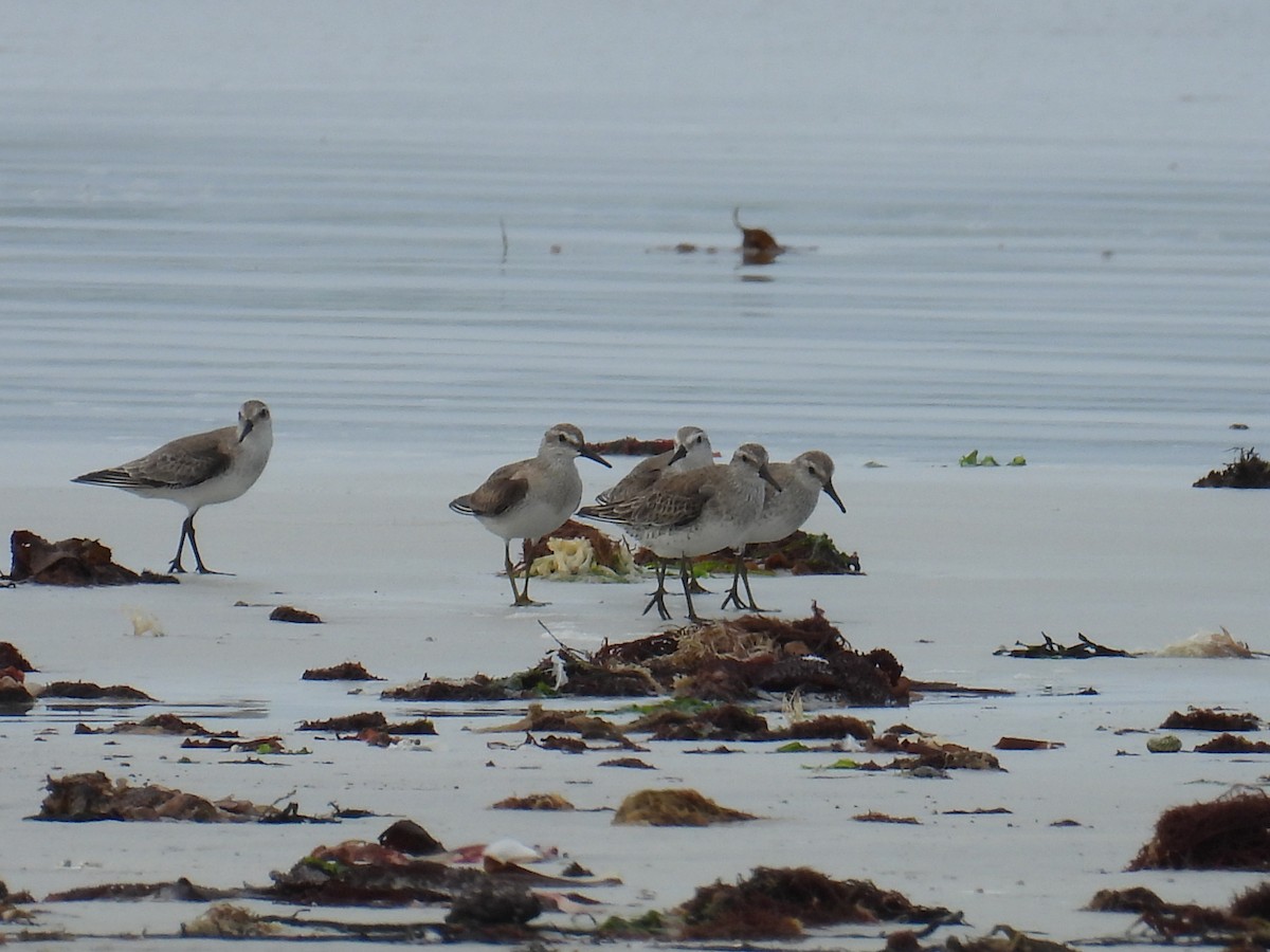 jespák rezavý - ML647217422