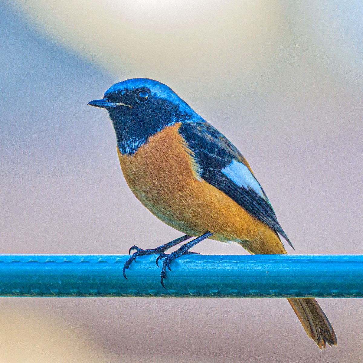 Daurian Redstart - ML647217430