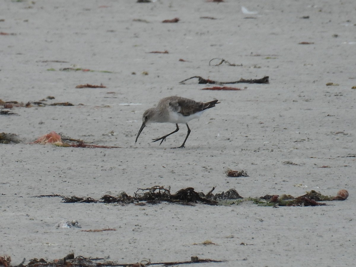 Curlew Sandpiper - ML647217446