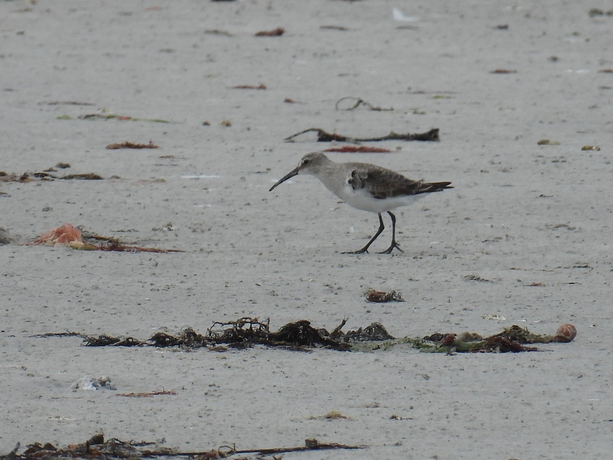 Curlew Sandpiper - ML647217447