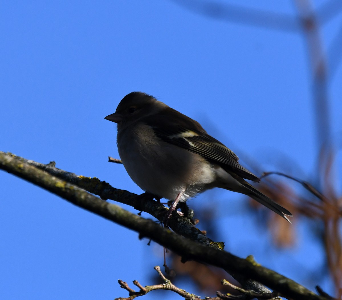 Common Chaffinch - ML647217448