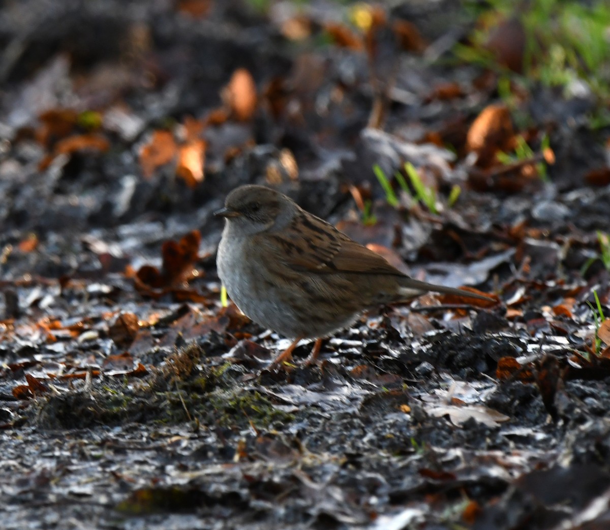 Dunnock - ML647217449