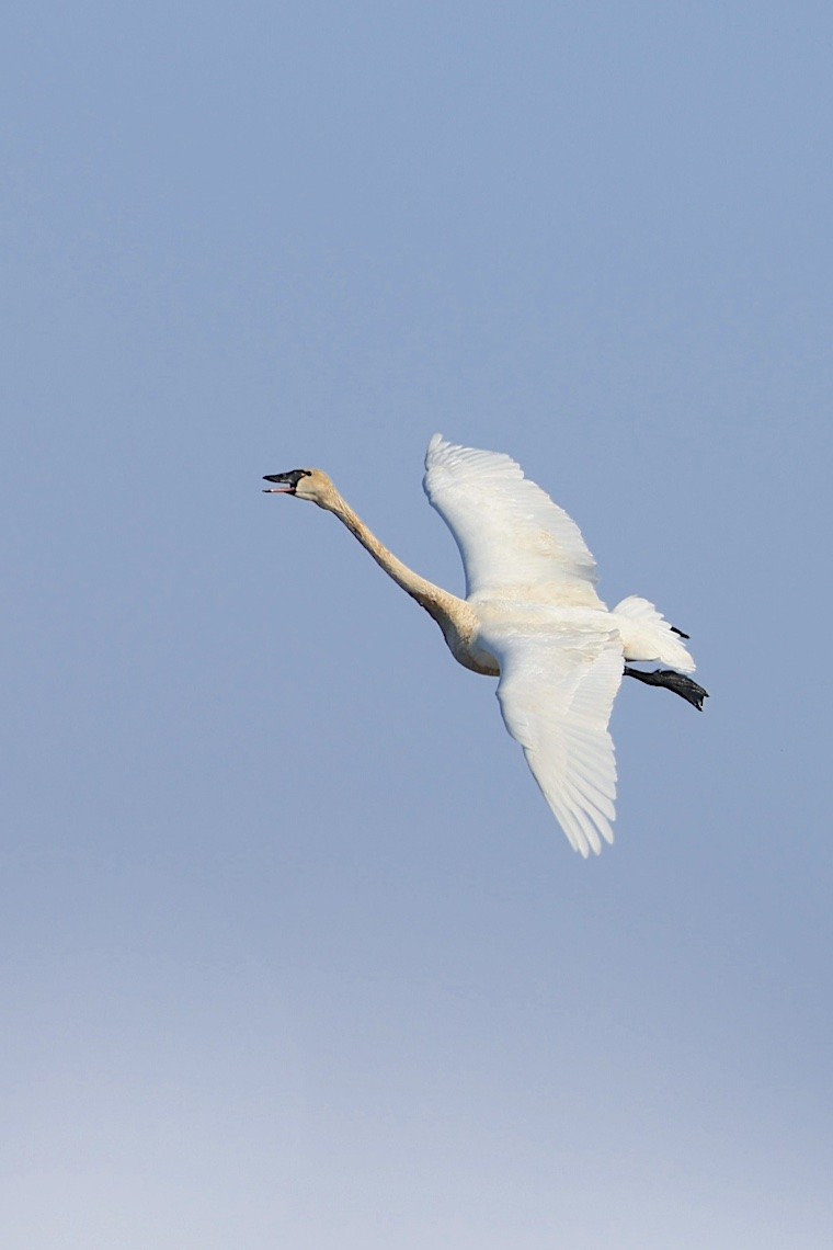Tundra Swan (Whistling) - ML647217450