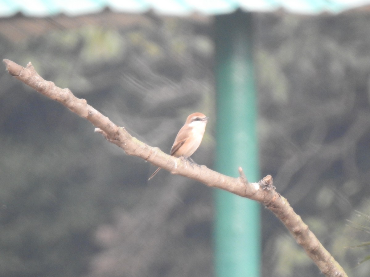 Brown Shrike - ML647217452