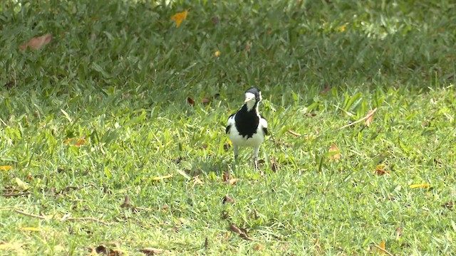 Magpie-lark - ML647217453