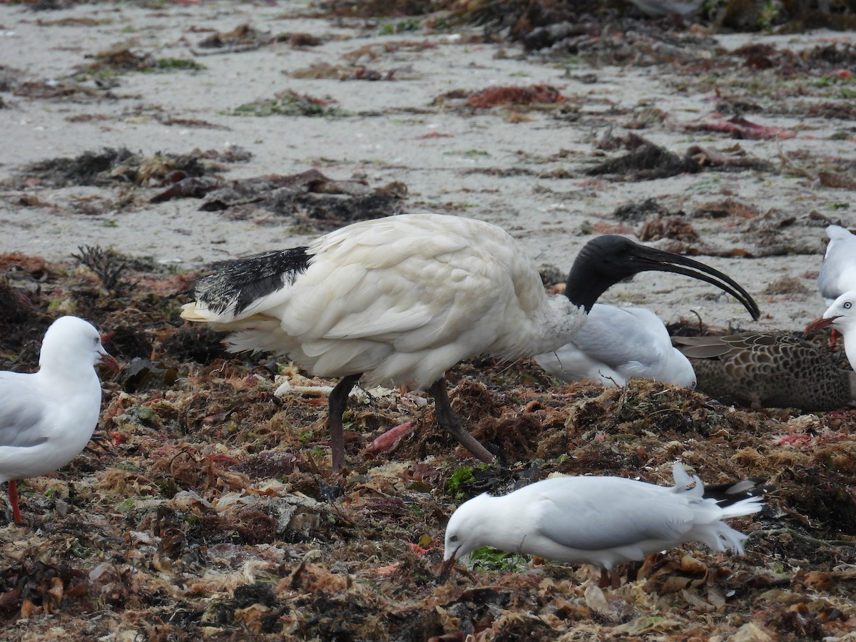 Australian Ibis - ML647217454