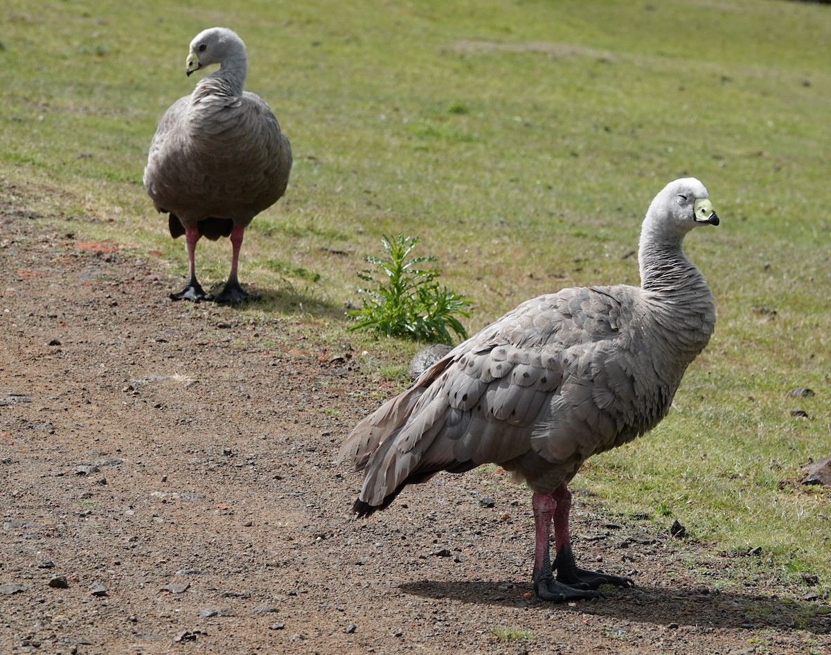 Cape Barren Goose - ML647217455
