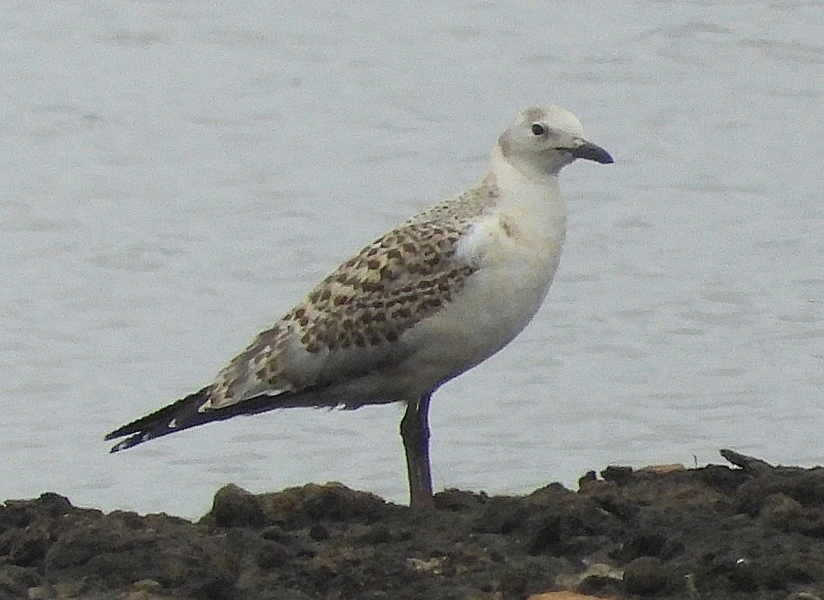 Silver Gull - ML647217456