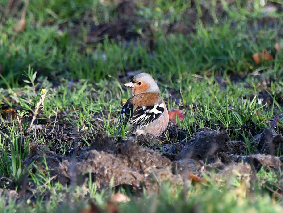 Common Chaffinch - ML647217457