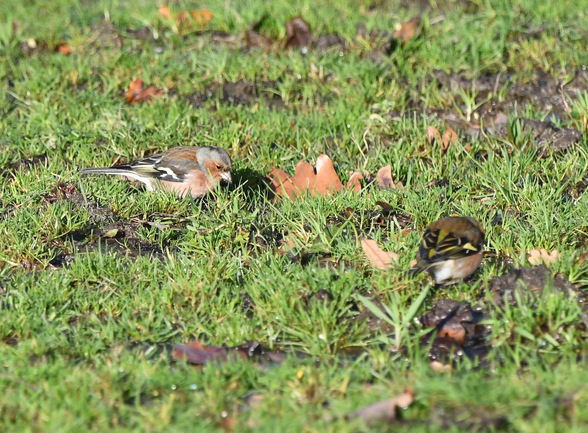Common Chaffinch - ML647217458