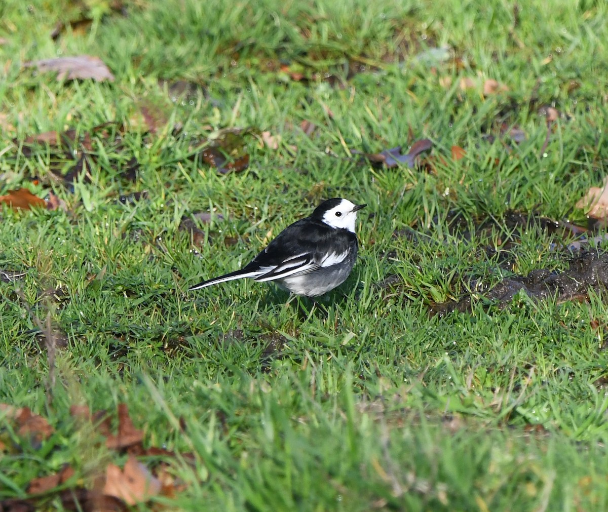 White Wagtail (British) - ML647217459