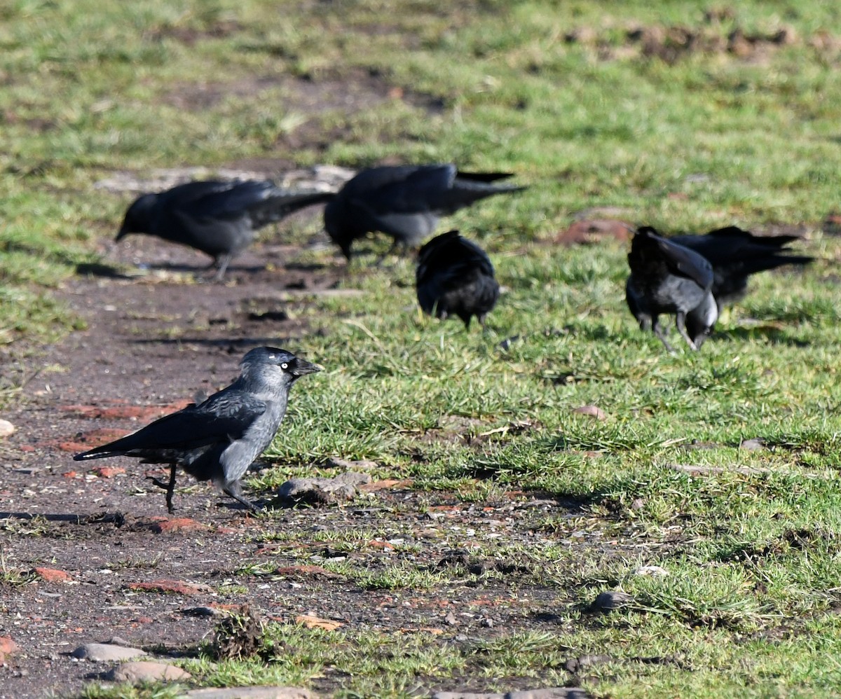 Eurasian Jackdaw - ML647217460