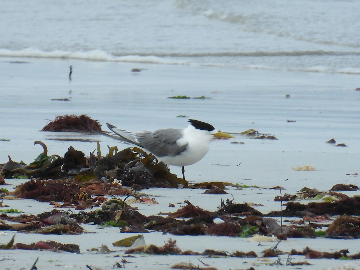Great Crested Tern - ML647217461