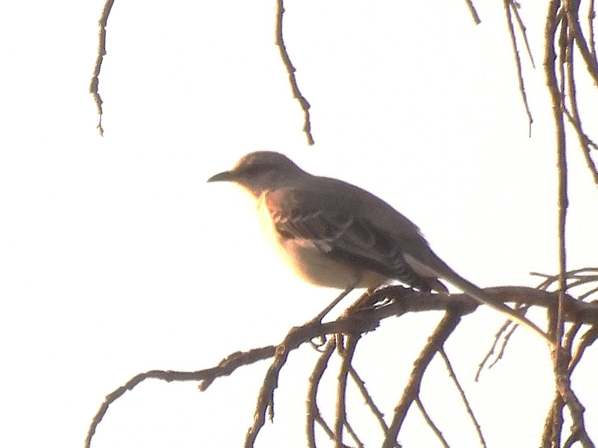 Northern Mockingbird - ML647217462
