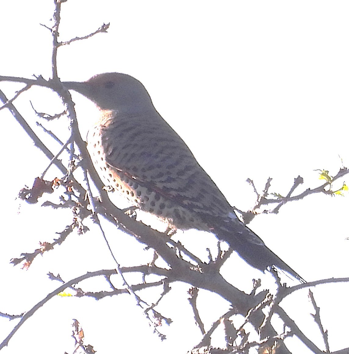 Anna's Hummingbird - ML647217463